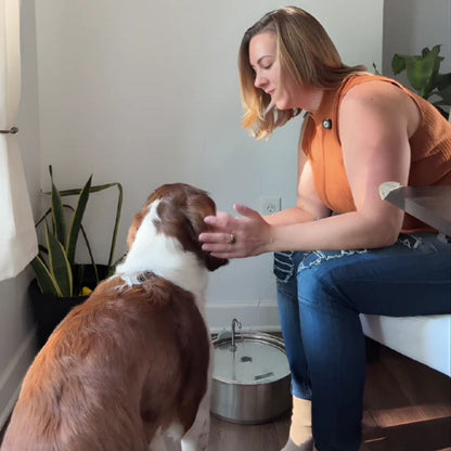 Fontaine à eau ludique anti-débordement pour chien en acier inoxydable