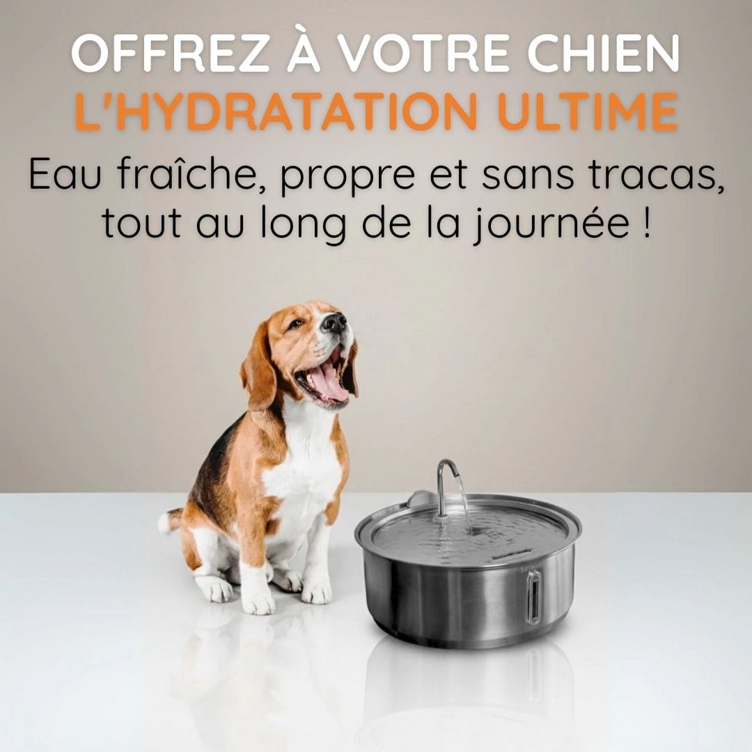 Fontaine à eau ludique anti-débordement pour chien en acier inoxydable